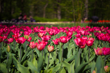 Toned picture of field of pink tulips outdoor in sunny day shallow depth of fieldの写真素材