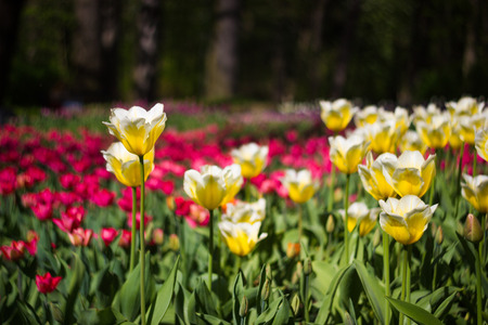 Toned picture of field of colorful tulips outdoor in sunny day shallow depth of fieldの写真素材