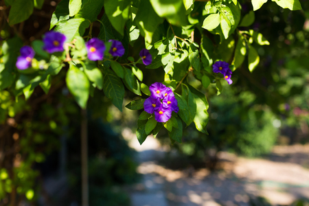 Lycianthes rantonnetii, the blue potato bush or Paraguay nightshade purple flowers in sunny day outdoor close-up shallow depth of fieldの写真素材