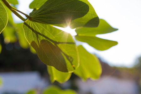 small branch of tree with fresh spring green leaves photo taken against the sun in contrasts...