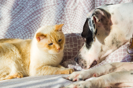 English pointer mix phenotype white dog in black dots and Thai white with red marks cat with blue eyes cat playful lie on the couch on a sunny day close-up shallow depth of fieldの写真素材