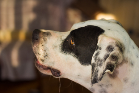 English pointer mix phenotype white dog in black dots muzzle close-up shallow depth of fieldの写真素材