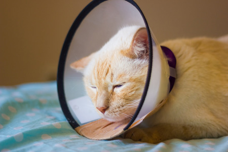Thai white with red marks cat with blue eyes cat wearing plastic medical protective cone on collar...