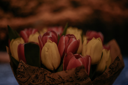 Toned picture of pink and yellow tulips bouquet in the sun light close-up shallow depth of fieldの写真素材