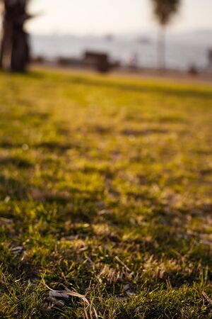 seed shuck and cigarette butts lie on lawn Izmir, Turkey. Concept of combating environmental...