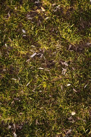 seed shuck and cigarette butts lie on lawn Izmir, Turkey. Concept of combating environmental problems pollution. Street cleaning flash mob cicekgibiizmir. Sunset time, close-up, shallow depth of fieldの写真素材