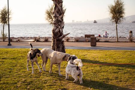 IZMIR, TURKEY, JULY 29, 2019: Street and domestic dogs playing on lawn polluted by seed shuck and cigarettes. Concept of combating pollution problem. Sunset time, shallow depth of fieldのeditorial素材