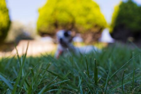 Grass in the foreground and defocused domestic black and white dog lying on the lawnの写真素材