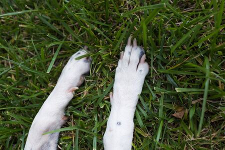 paws of white domestic Pointer mixed with Dalmatian dog in black spots lie on a lawn
