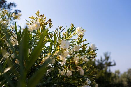 White oleander bush blooms. Shoot at sunny day, shallow depth of field and blue sky on background