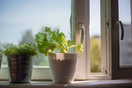lettuce in white pot, dill sprouts in aluminum pot on windowsill. Close-up, shallow depth of fieldの写真素材