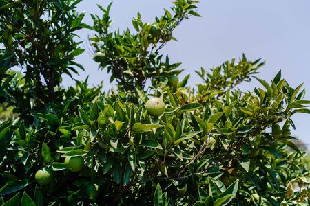 Unripe green oranges on tree branches. Close-up, shallow depth of field, shoot at sunny dayの写真素材