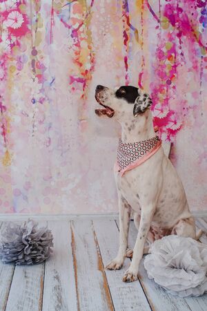 Black and white domestic Pointer mixed with Dalmatian dog on pink background with pink satin scarf around its neck. Celebrates dogs first birthdayの写真素材