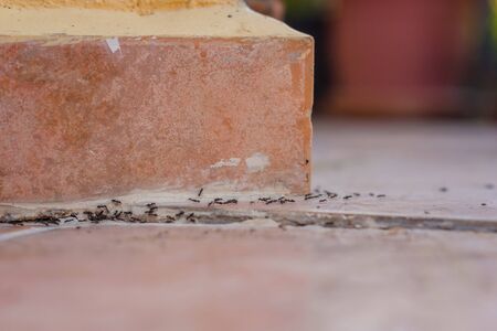 Ants on the tile. Close-up, shallow depth of field