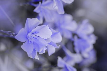 Classic Blue color of the year 2020 oleander bush blooms close-up. Shallow depth of field