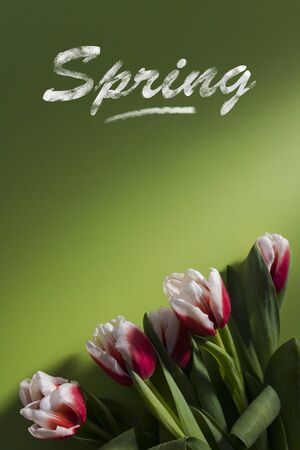 Bouquet of pink and white tulips flat lay on green background. Tulip sort Candy Apple Delight in the sunshine. Close-up, shallow depth of field, copy space, chalk inscription SPRINGの写真素材