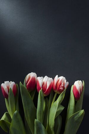 Bouquet of pink and white tulips flat lay on black background. Tulip sort Candy Apple Delight in the sunshine. Close-up, shallow depth of field, place for textの写真素材