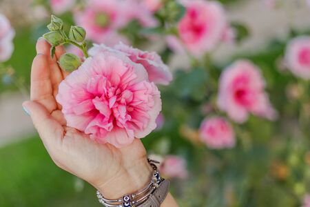 Malva hybrid flower variety. Pink mallow flower in the flowerbed. Female hand touches a flower. Bracelet with Nazar amulet on the hand. Gardening concept. Shallow depth of field, close-upの写真素材