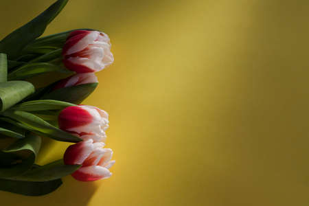 Bouquet of pink and white tulips flat lay on yellow background. Tulip sort Candy Apple Delight in the sunshine. Close-up, shallow depth of field, place for textの写真素材