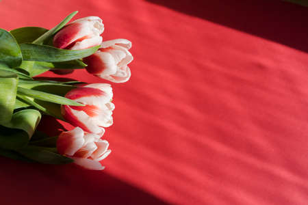 Bouquet of pink and white tulips flat lay on pink background. Tulip sort Candy Apple Delight in the sunshine. Close-up, shallow depth of field, copy spaceの写真素材