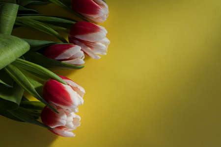 Bouquet of pink and white tulips flat lay on yellow background. Tulip sort Candy Apple Delight in the sunshine. Close-up, shallow depth of field, copy spaceの写真素材