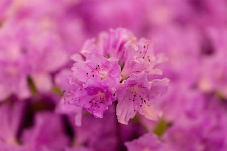 Rhododendron poukhanense flowers on a blurry pink floral backgroundの写真素材