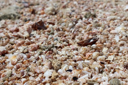 Seashells on a sunny summer day in Salento, Apulia region, Italy. Sea holiday concept