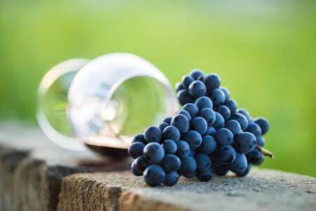 Glass of red wine with purple grapes. Dropped wine glass and spilled red wineの写真素材
