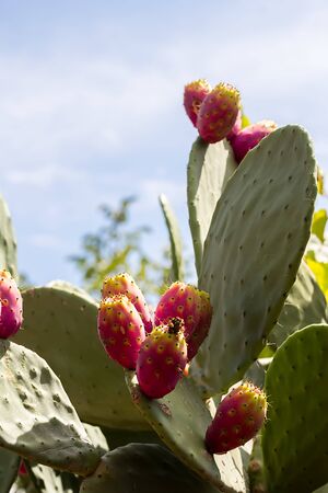 Prickly pear cactus with fruit and cactus spines, fichi d'india are a typical fruit of the south of Italy, growing in Apulia, Sicilyの写真素材