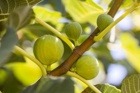Green fig fruits on branches with green leafs, Italyの写真素材