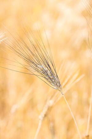Wheat field. Golden Spikelet of grain, wheat close-up, vertical orientation Rich harvest Conceptの写真素材