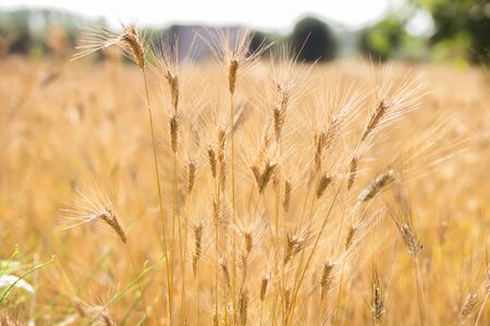 Blurred background of wheat field. Ears of golden wheat close up. Beautiful Nature Sunset Landscape, horizontal orientationの写真素材