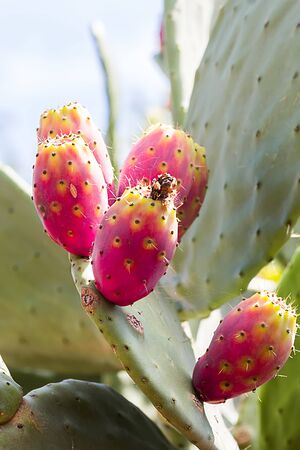 Prickly pear cactus with fruit and cactus spines, fichi d'india are a typical fruit of the south of...