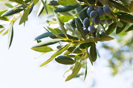Close up of black olives hanging from a tree with late sun flare, copy spaceの写真素材