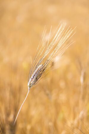 Golden Wheat field. Spikelet of grain, wheat close-up, vertical orientation Rich harvest Conceptの写真素材