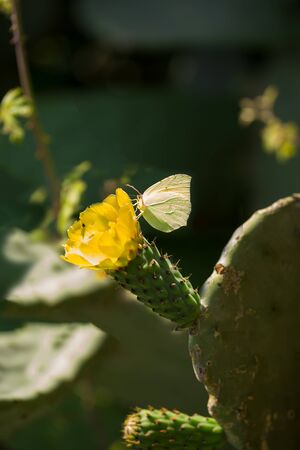 Butterfly on the beautiful flower of Prickly Pear in spring, fichi d'india are a typical fruit of the south of Italy, growing in Apulia, Salentoの写真素材