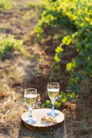 Two glasses of cold white wine on a wooden board a traditional Italian snack - Taralli on a bright sunny day in a vineyard in Salento, Apulia, Italy, selective focus, copy spaceの写真素材