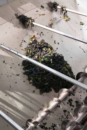Primitivo grape in destemmer in a winery, cellar, production of red wine, Manduria, Puglia, Italyの写真素材