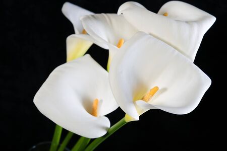 Beautiful bouquet of white callas on a black background horizontal orientation close upの写真素材