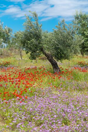 Red and lilac showy wildflowers bloom in a field full old and yung olive trees in Puglia. Mediterranean tipical spring landscape.の写真素材