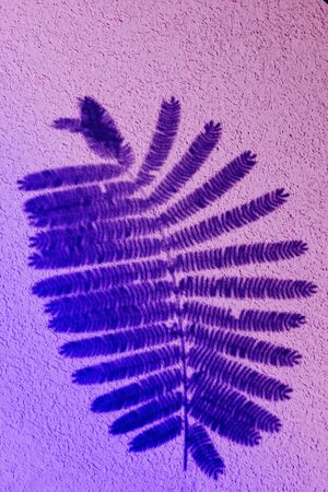 Neon leaves composition. Pattern made of shadow of the wild fern leave and shadow. Flat layout, top view, copy spaceshadow background.For create design layoutの写真素材
