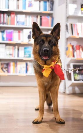 Clever German shepherd in a library. Dog and books. Education conceptの写真素材