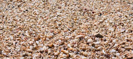 Seashells summer banner, a collection of varios natural seashells for background, close up....
