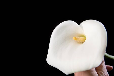 Beautiful white calla close up on a black background in hand horizontal orientation with copy space