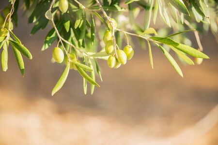 Olive bunch with green ripe olives in olive grove on a blurred background, Puglia, Italy. Copy...