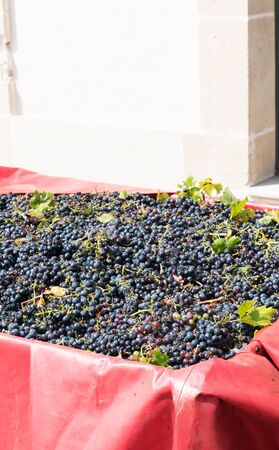 freshly picked primitivo grape, transported by truck to a cellar to check the weight and sugar...