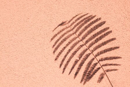 Leaves composition. Pattern made of shadow of the wild fern leave and shadow on coral background....
