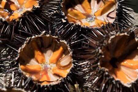 Fresh sea urchins, ricci di mare, on a rock, close up, selective focus. A typical dish of Salento,...