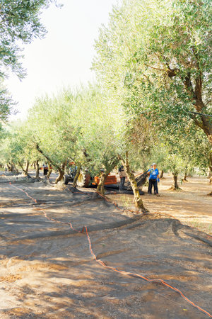 Harvesting olive picking with the shaker machine. A a team of people working on a olive field, Puglia, Italy. Beautiful olive's backgroundのeditorial素材