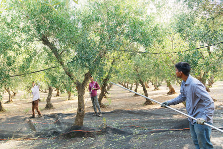 Harvesting olive picking with the shaker machine. A a team of people including non-EU workers working on a olive field, Puglia, Italy. Agricultural workのeditorial素材